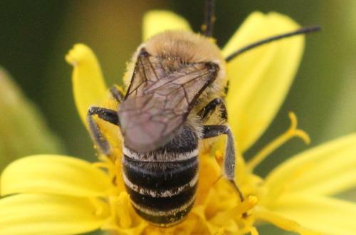 Colletes sp.